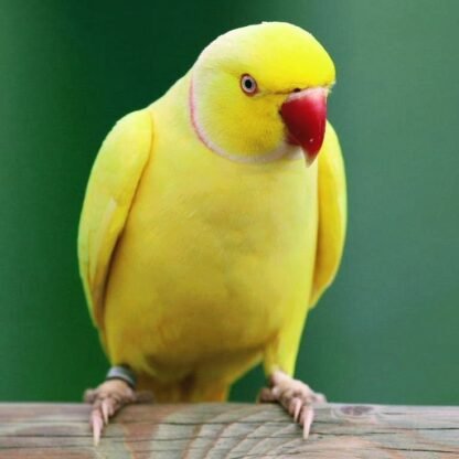 Ring Neck Lutino Macho R$1500,00