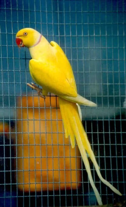 Ring Neck Lutino Macho R$1500,00 - Image 2