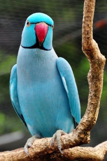 Ring Neck Azul Macho R$2000,00 - Image 2