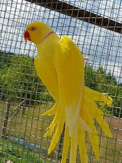 Ring Neck Lutino Macho R$1500,00 - Image 6