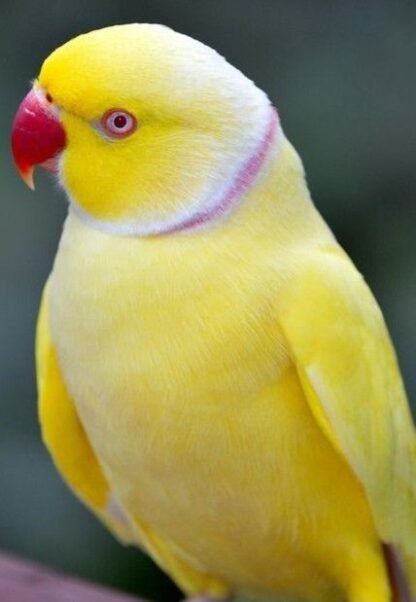 Ring Neck Lutino Macho R$1500,00 - Image 5