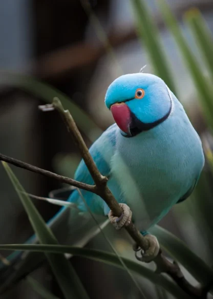 Ring Neck Azul Macho R$2000,00