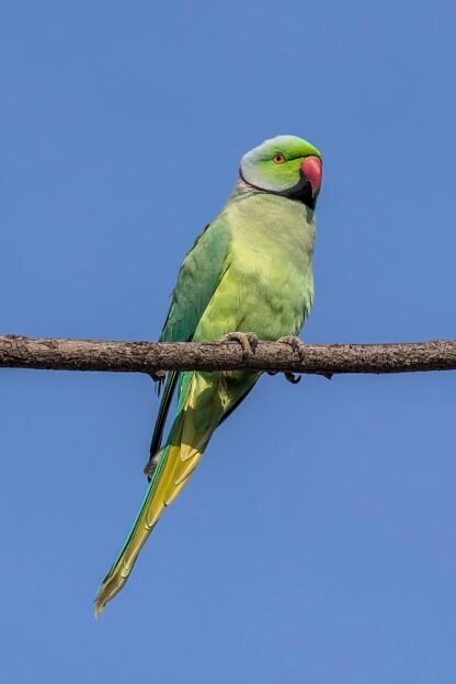 Ring Neck Verde Macho R$1000,00 - Image 3