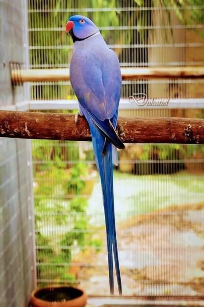 Ring Neck Violeta Macho R$5500,00 - Image 5