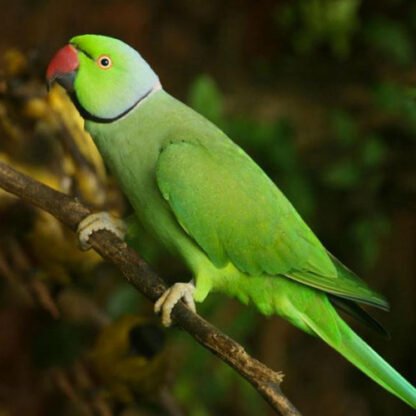 Ring Neck Verde Macho R$1000,00 - Image 4