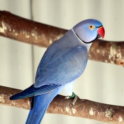 Ring Neck Violeta Macho R$5500,00