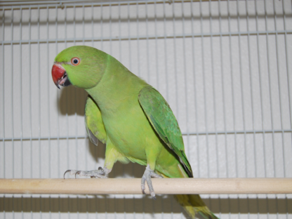 Ring Neck Verde Fêmea R$900,00 - Image 2