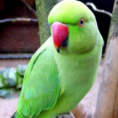 Ring Neck Verde Fêmea R$900,00