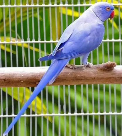 Ring Neck Violeta Macho R$5500,00 - Image 3